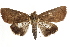  ( - BIOUG37862-G09)  @14 [ ] CreativeCommons - Attribution (2018) CBG Photography Group Centre for Biodiversity Genomics