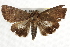  ( - BIOUG37862-H09)  @13 [ ] CreativeCommons - Attribution (2018) CBG Photography Group Centre for Biodiversity Genomics