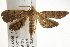  ( - BIOUG37864-F05)  @13 [ ] CreativeCommons - Attribution (2018) CBG Photography Group Centre for Biodiversity Genomics