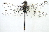  (Anax papuensis - CCDB-27376-A04)  @14 [ ] CreativeCommons - Attribution (2016) WAM Western Australia Museum