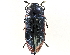  (Temognatha miranda - CCDB-27394-A01)  @14 [ ] CreativeCommons - Attribution (2016) WAM Western Australia Museum