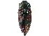  (Temognatha bonvouloirii - CCDB-27394-A10)  @14 [ ] CreativeCommons - Attribution (2016) WAM Western Australia Museum