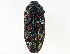  (Stigmodera cancellata - CCDB-27395-A11)  @14 [ ] CreativeCommons - Attribution (2016) WAM Western Australia Museum