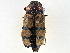  (Stigmodera secularis - CCDB-27395-B03)  @14 [ ] CreativeCommons - Attribution (2016) WAM Western Australia Museum