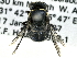  (Hylaeus globuliferus - CCDB-27396-A04)  @13 [ ] CreativeCommons - Attribution (2016) CBG Photography Group Centre for Biodiversity Genomics