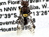  (Meroglossa rubricata - CCDB-27396-B05)  @11 [ ] CreativeCommons - Attribution (2016) CBG Photography Group Centre for Biodiversity Genomics