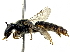  (Dasyhesma aurea - CCDB-27396-B11)  @14 [ ] CreativeCommons - Attribution (2016) CBG Photography Group Centre for Biodiversity Genomics