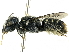  (Megachile tosticauda - CCDB-27396-C09)  @14 [ ] CreativeCommons - Attribution (2016) CBG Photography Group Centre for Biodiversity Genomics