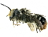  (Megachile ignita - CCDB-27396-C12)  @15 [ ] CreativeCommons - Attribution (2016) CBG Photography Group Centre for Biodiversity Genomics