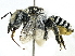  ( - CCDB-27396-D01)  @11 [ ] CreativeCommons - Attribution (2016) CBG Photography Group Centre for Biodiversity Genomics