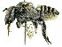  (Megachile macularis - CCDB-27396-D02)  @13 [ ] CreativeCommons - Attribution (2016) CBG Photography Group Centre for Biodiversity Genomics