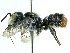  (Megachile fultoni - CCDB-27396-D09)  @11 [ ] CreativeCommons - Attribution (2016) CBG Photography Group Centre for Biodiversity Genomics
