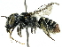  (Megachile clypeata - CCDB-27396-D11)  @11 [ ] CreativeCommons - Attribution (2016) CBG Photography Group Centre for Biodiversity Genomics