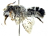  (Megachile aurifrons - CCDB-27396-E01)  @15 [ ] CreativeCommons - Attribution (2016) CBG Photography Group Centre for Biodiversity Genomics
