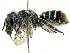  (Megachile latericauda - CCDB-27396-E03)  @11 [ ] CreativeCommons - Attribution (2016) CBG Photography Group Centre for Biodiversity Genomics
