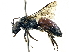  (Lasioglossum lichatum - CCDB-27396-E07)  @11 [ ] CreativeCommons - Attribution (2016) CBG Photography Group Centre for Biodiversity Genomics