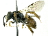  ( - CCDB-27396-G03)  @11 [ ] CreativeCommons - Attribution (2016) CBG Photography Group Centre for Biodiversity Genomics