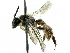  ( - CCDB-27396-G04)  @11 [ ] CreativeCommons - Attribution (2016) CBG Photography Group Centre for Biodiversity Genomics