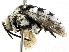 ( - CCDB-27396-G07)  @11 [ ] CreativeCommons - Attribution (2016) CBG Photography Group Centre for Biodiversity Genomics