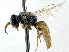  (Euhesma allunga - CCDB-27396-G09)  @11 [ ] CreativeCommons - Attribution (2016) CBG Photography Group Centre for Biodiversity Genomics