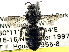  (Euhesma evansi - CCDB-27396-G11)  @13 [ ] CreativeCommons - Attribution (2016) CBG Photography Group Centre for Biodiversity Genomics