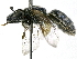  ( - CCDB-27396-H05)  @11 [ ] CreativeCommons - Attribution (2016) CBG Photography Group Centre for Biodiversity Genomics