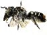  (Megachile axillaris - CCDB-27396-H09)  @15 [ ] CreativeCommons - Attribution (2016) CBG Photography Group Centre for Biodiversity Genomics