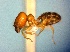  (Pheidole ADM2148 - EM159)  @13 [ ] CreativeCommons - Attribution (2018) David Donoso Escuela Politécnica Nacional