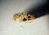  (Pheidole ADM2147 - EM925)  @12 [ ] CreativeCommons - Attribution (2018) David Donoso Escuela Politécnica Nacional