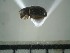  ( - USNM ENT 01014529)  @12 [ ] No Rights Reserved  Unspecified Unspecified