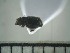  ( - USNM ENT 01014549)  @12 [ ] No Rights Reserved  Unspecified Unspecified