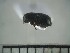  ( - USNM ENT 01014670)  @12 [ ] No Rights Reserved  Unspecified Unspecified
