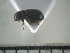  ( - USNM ENT 01014486)  @12 [ ] No Rights Reserved  Unspecified Unspecified