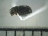  ( - USNM ENT 01014482)  @12 [ ] No Rights Reserved  Unspecified Unspecified