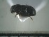  (Coccotrypes sp. ADD1158 - USNM ENT 01014553)  @13 [ ] No Rights Reserved  Unspecified Unspecified