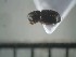  ( - USNM ENT 01014715)  @12 [ ] No Rights Reserved  Unspecified Unspecified
