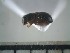  ( - USNM ENT 01014709)  @12 [ ] No Rights Reserved  Unspecified Unspecified
