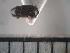  ( - USNM ENT 01014730)  @12 [ ] No Rights Reserved  Unspecified Unspecified