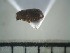  ( - USNM ENT 01014671)  @12 [ ] No Rights Reserved  Unspecified Unspecified