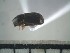  (Coccotrypes sp. ADD1162 - USNM ENT 01014707)  @13 [ ] No Rights Reserved  Unspecified Unspecified