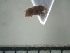  ( - USNM ENT 01014716)  @12 [ ] No Rights Reserved  Unspecified Unspecified