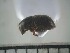  ( - USNM ENT 01014569)  @12 [ ] No Rights Reserved  Unspecified Unspecified