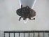  ( - USNM ENT 01014376)  @12 [ ] No Rights Reserved  Unspecified Unspecified