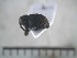  ( - USNM ENT 01014370)  @12 [ ] No Rights Reserved  Unspecified Unspecified
