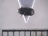  (Coccotrypes sp. ADD1163 - USNM ENT 01014308)  @13 [ ] No Rights Reserved  Unspecified Unspecified