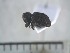  ( - USNM ENT 01014369)  @12 [ ] No Rights Reserved  Unspecified Unspecified