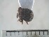  ( - USNM ENT 01014306)  @13 [ ] No Rights Reserved  Unspecified Unspecified