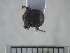  ( - USNM ENT 01014391)  @13 [ ] No Rights Reserved  Unspecified Unspecified