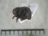  (Cryptorhynchinae_gen - USNM ENT 01014421)  @13 [ ] No Rights Reserved  Unspecified Unspecified
