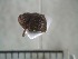  ( - USNM ENT 01014395)  @13 [ ] No Rights Reserved  Unspecified Unspecified